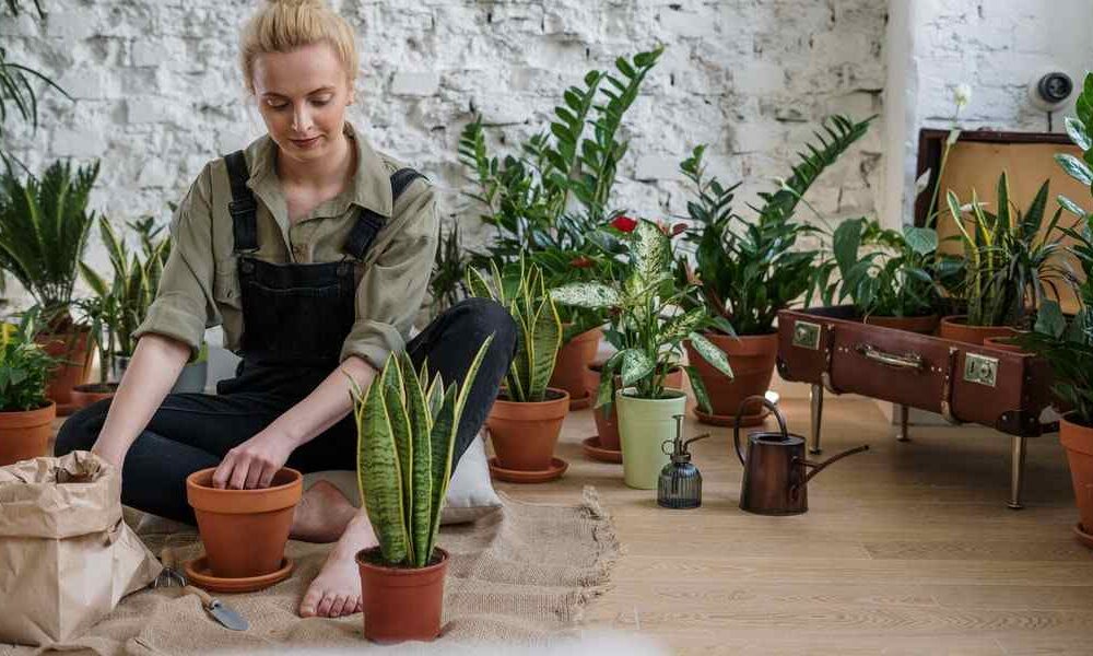 Indoor Gardening: How to Maintain Houseplants for Beginners Indoor Gardening