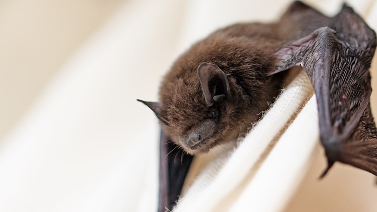 What Makes Bat Removal Difficult in Little Elm?