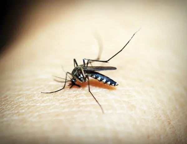 Why Mosquitoes Are Worse in Phoenix After Monsoon Season