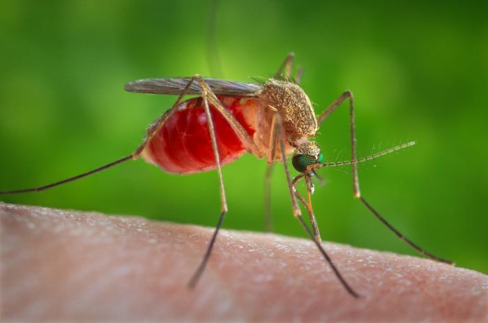 Rising Threat of Mosquito-Borne Illnesses in Phoenix Suburbs